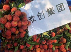 夏日好“枝”味，江南官方网页版_江南（中国）官方集团发福“荔”啦